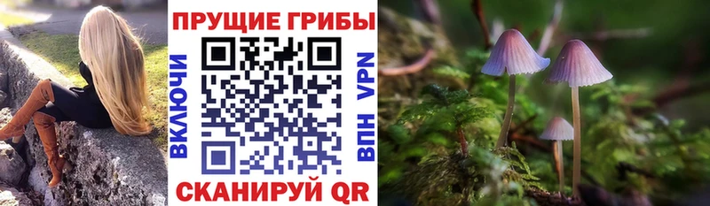 что такое наркотик  Верея  Псилоцибиновые грибы Psilocybe 